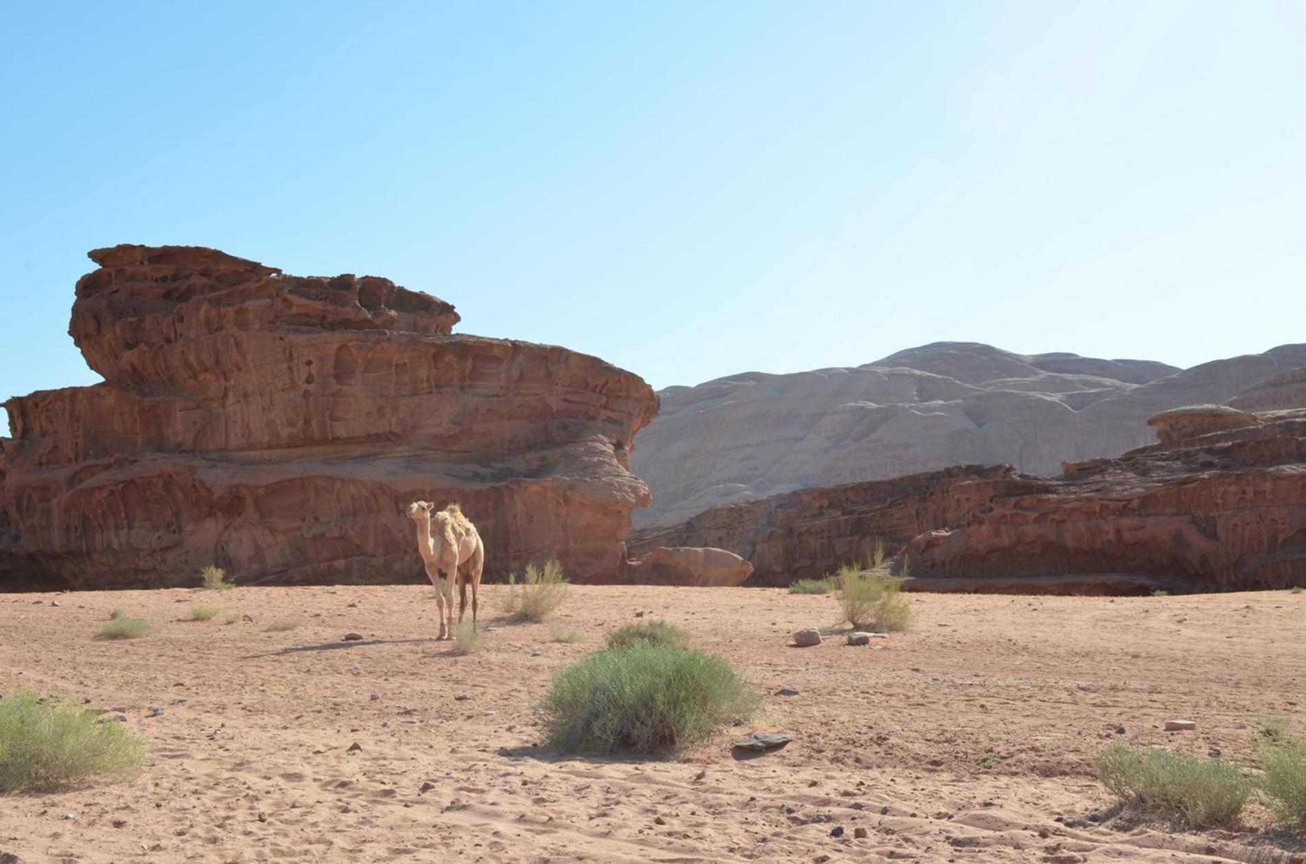 Wadi Rum Caeser Camp Exterior foto